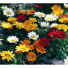 Газанія жорсткувата Gazoo® Mix, 10 шт, Syngenta