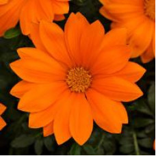 Газанія NEW DAY® CLEAR ORANGE, 100 шт, PanAmerican