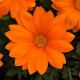 Газанія NEW DAY® CLEAR ORANGE, 500 шт, PanAmerican