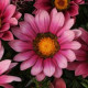 Гацания  NEW DAY® PINK SHADES