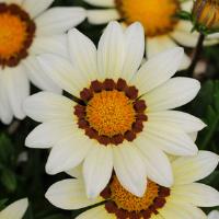 Газанія жорсткувата NEW DAY® WHITE, 500 шт, PanAmerican
