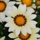 Газанія жорсткувата NEW DAY® WHITE, 1000 шт, PanAmerican