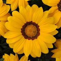 Газанія  NEW DAY® YELLOW, 1000 шт, PanAmerican