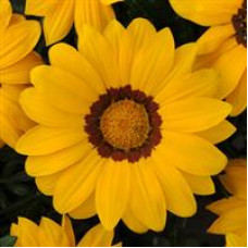 Газанія  NEW DAY® YELLOW, 100 шт, PanAmerican