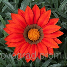 Газанія Frosty Kiss™ Red, 100 шт, Syngenta