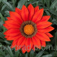 Газанія Frosty Kiss™ Red, 1000 шт, Syngenta