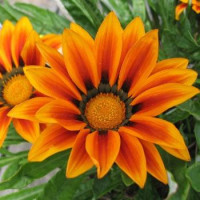 Газанія жорсткувата Big Kiss™ Orange Flame, 100 шт, Syngenta