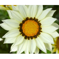Газанія жорсткувата Big Kiss™ White, 100 шт, Syngenta