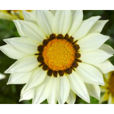 Газанія жорсткувата Big Kiss™ White, 100 шт, Syngenta