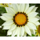Газанія жорсткувата Big Kiss™ White, 500 шт, Syngenta