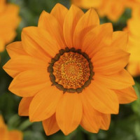 Газанія жорсткувата Big Kiss™ Orange, 100 шт, Syngenta