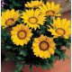 Газанія жорсткувата Big Kiss™ Yellow, 100 шт, Syngenta