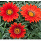 Газанія жорсткувата Big Kiss™ Red, 500 шт, Syngenta