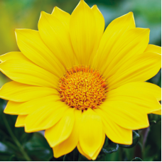 Газанія Enorma yellow, 10 шт, Hem Genetics