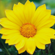 Газанія Enorma yellow, 50 шт, Hem Genetics