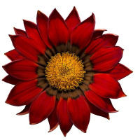Газанія Enorma red ring, 10 шт,  Hem Genetics