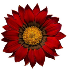 Газанія Enorma red ring, 10 шт,  Hem Genetics