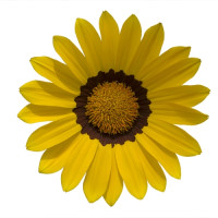 Газанія Enorma yellow ring, 250 шт, Hem Genetics
