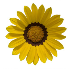Газанія Enorma yellow ring, 1000 шт, Hem Genetics