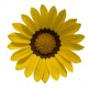 Газанія Enorma yellow ring, 250 шт, Hem Genetics