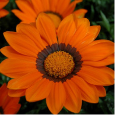 Газанія Enorma orange ring, 10 шт, Hem Genetics