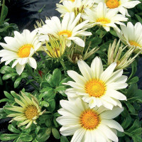 Газанія Enorma vanilla, 10 шт, Hem Genetics