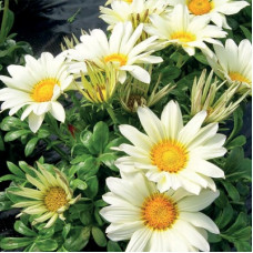 Газанія Enorma vanilla, 1000 шт, Hem Genetics
