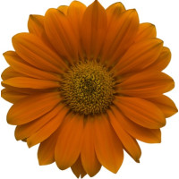 Газанія Enorma orange, 10 шт, Hem Genetics