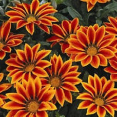 Газанія Frosty Kiss™ Orange Flame, 100  шт, Syngenta