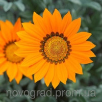 Газанія Frosty Kiss™ Orange, 100 шт, Syngenta
