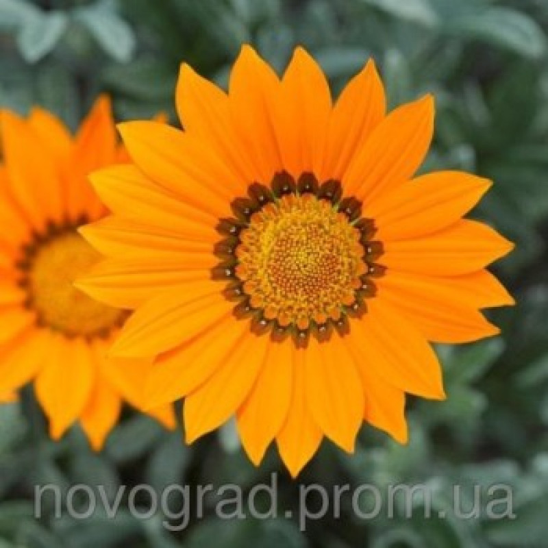 Газанія Frosty Kiss™ Orange, 100 шт, Syngenta