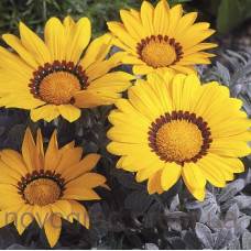 Газанія Frosty Kiss™ Yellow, 1000 шт, Syngenta