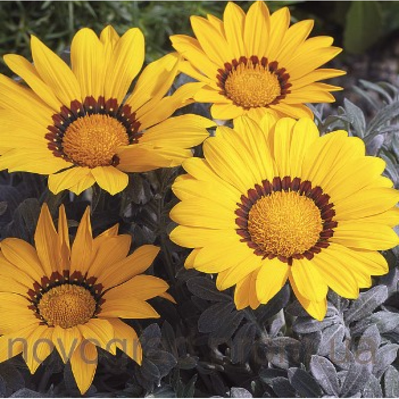 Газанія Frosty Kiss™ Yellow, 100 шт, Syngenta