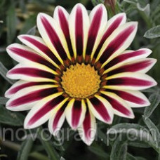 Газанія Frosty Kiss™ White Flame, 100 шт, Syngenta