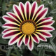 Газанія Frosty Kiss™ White Flame, 500 шт, Syngenta
