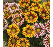 Газанія - Gazania