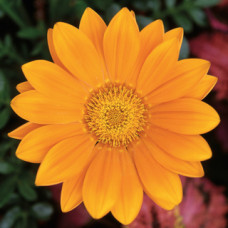 Газанія Gazoo® Clear Orange, 1000 шт, Syngenta