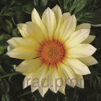 Газанія Gazoo® Clear Vanilla, 100 шт, Syngenta