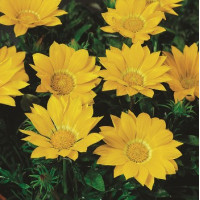 Газанія Gazoo® Clear Yellow, 100 шт, Syngenta