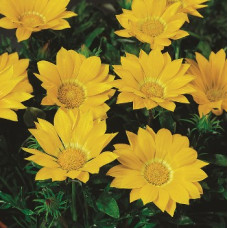 Газанія Gazoo® Clear Yellow, 100 шт, Syngenta