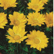 Газанія Gazoo® Clear Yellow, 1000 шт, Syngenta