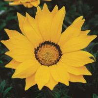 Газанія Gazoo® Yellow With Ring, 100 шт, Syngenta