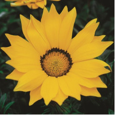 Газанія Gazoo® Yellow With Ring, 100 шт, Syngenta