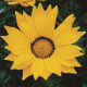 Газанія Gazoo® Yellow With Ring, 500 шт, Syngenta