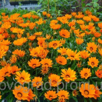 Газанія жорсткувата Kiss™ Orange, 100 шт, Syngenta