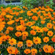 Газанія жорсткувата Kiss™ Orange, 100 шт, Syngenta