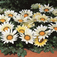 Газанія жорсткувата Kiss™ White, 100 шт, Syngenta