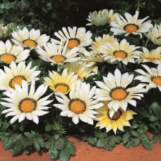Газанія жорсткувата Kiss™ White, 100 шт, Syngenta