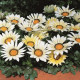 Газанія жорсткувата Kiss™ White, 1000 шт, Syngenta