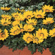 Газанія жорсткувата Kiss™ Yellow, 1000 шт, Syngenta